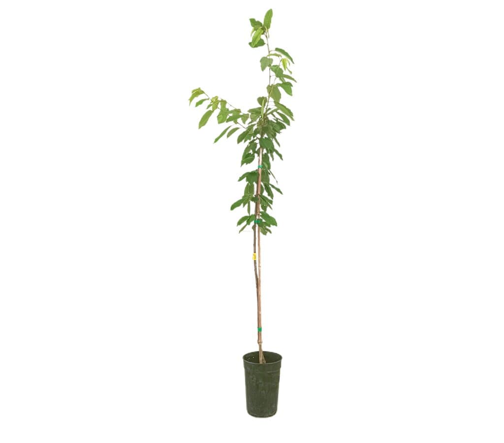 Cerezo Cristobalina M17 150-170cm_0