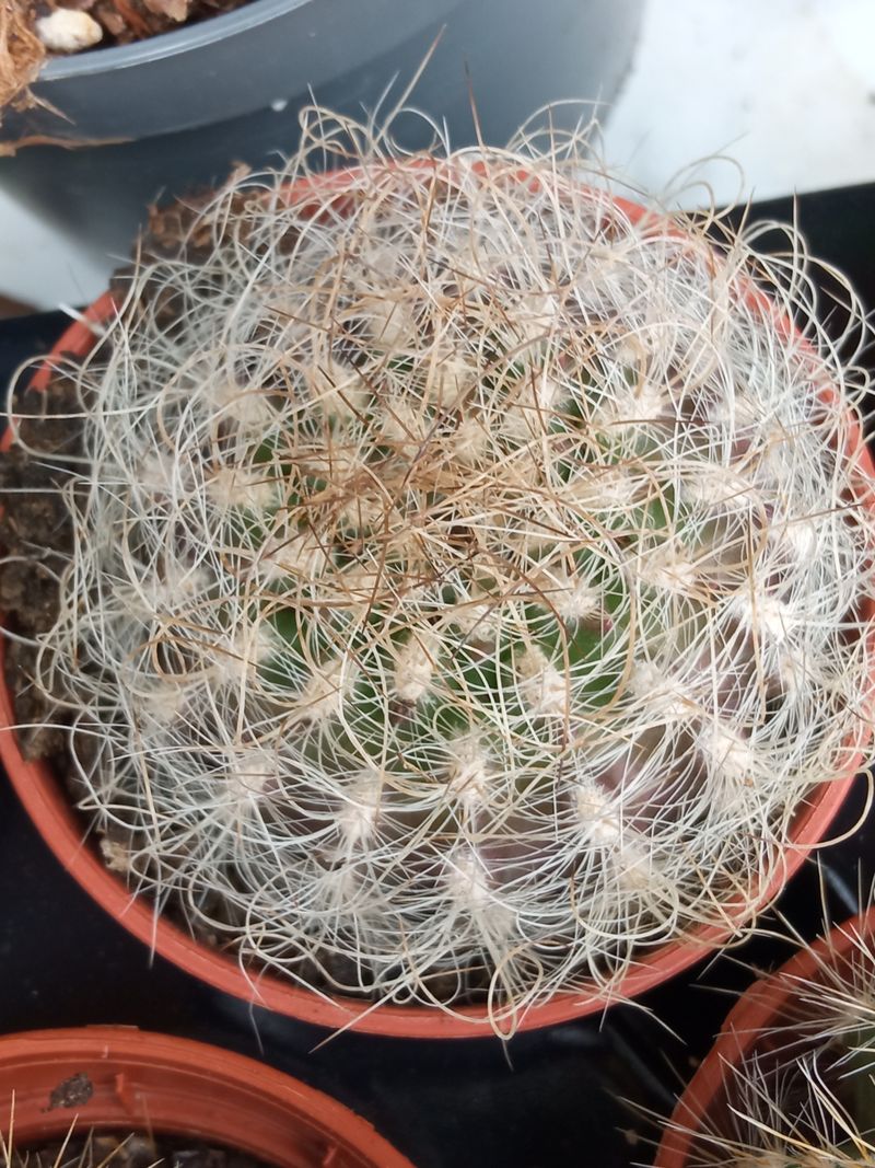 Cactus Neoporteria Senilis Planta Ø5 Cm_0