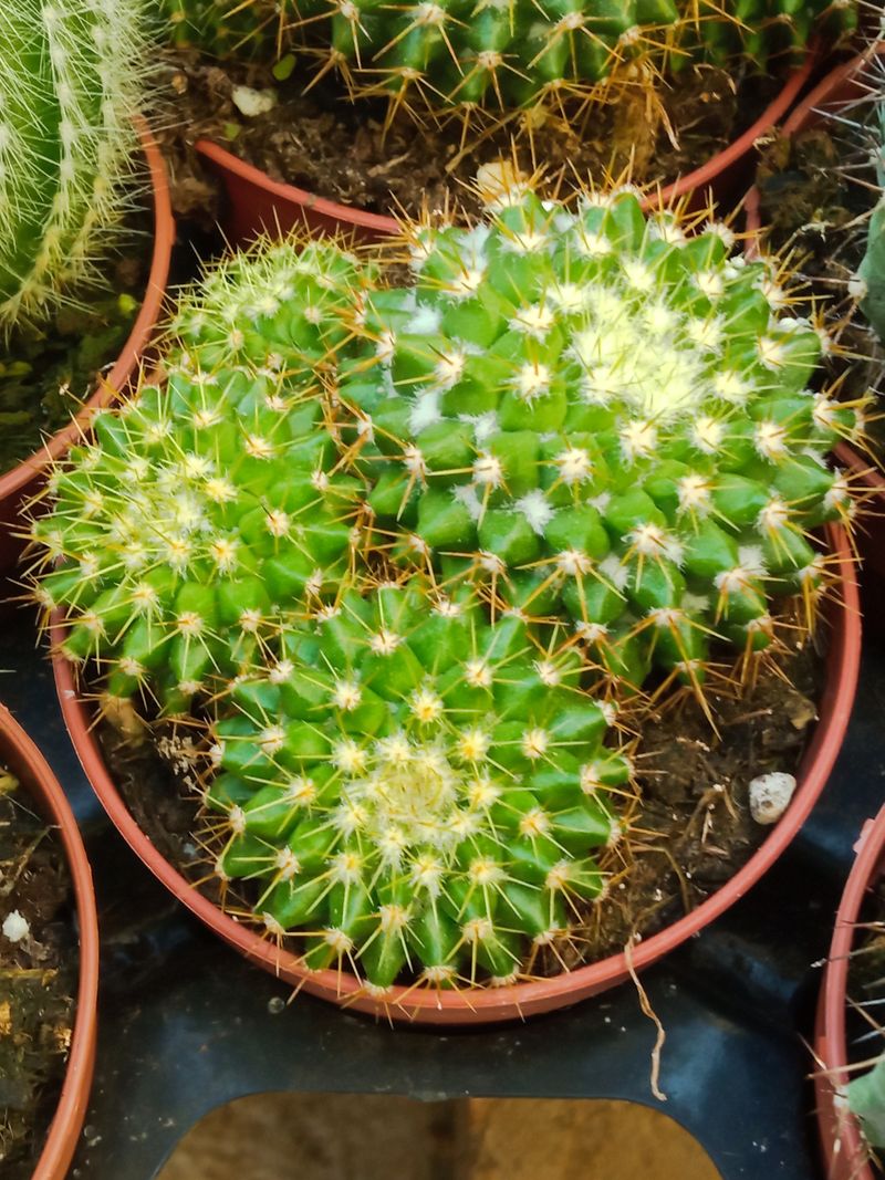 Cactus Mammillaria Marksiana Ø8 Cms_0