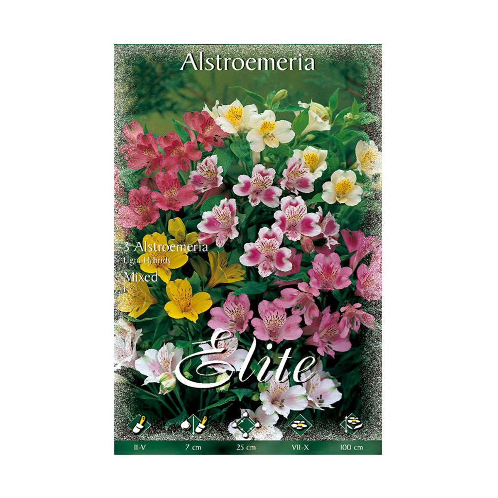 Mistura de bolbos de alstroemeria 3 unidades