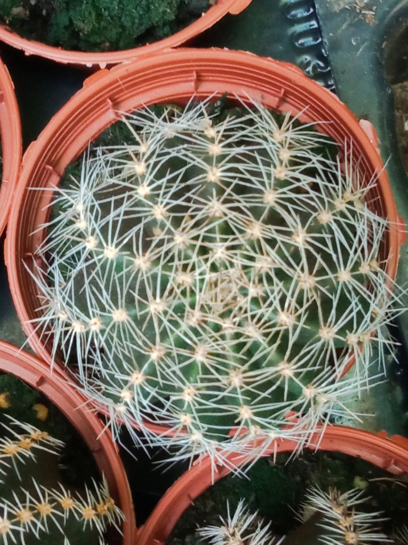 Suculentas Y Cactus Variedad #32 Planta Sin Id_0