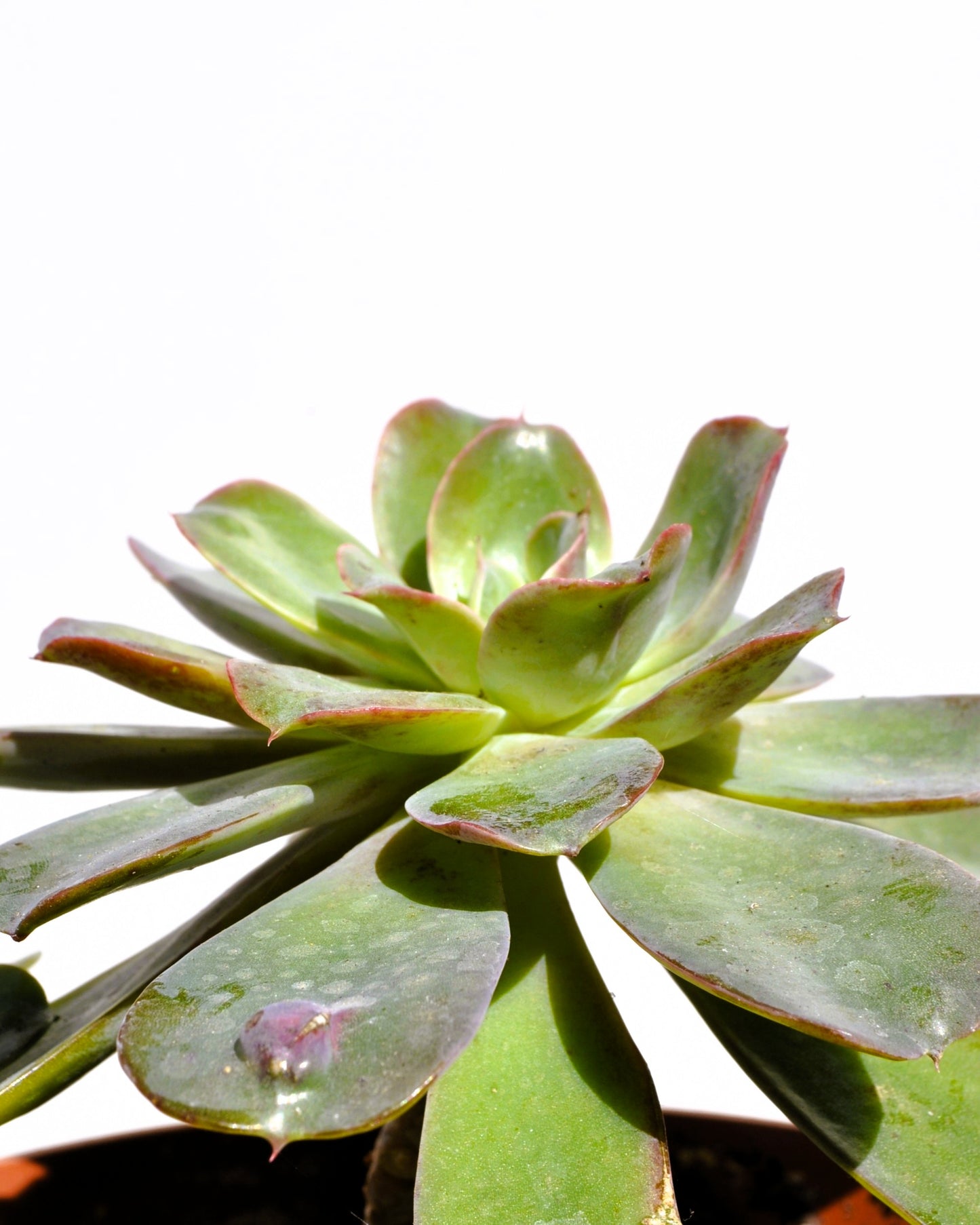 Echeveria ‘raindrops’ (echeveria Gotas De Lluvia); Planta Suculenta; Curiosarium; Maceta 10,5 Cm_2