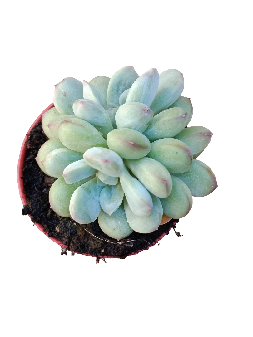 Pachyphytum Sp Ø5 Planta Suculenta De Sol_0