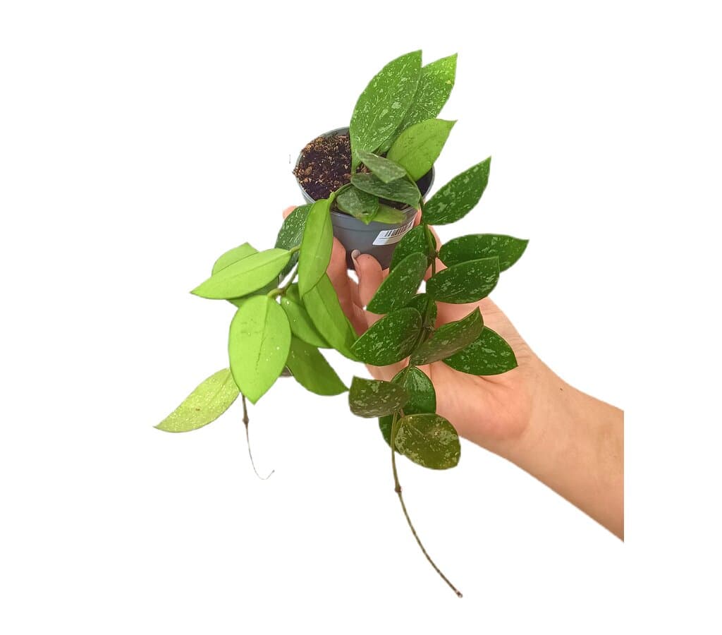 Hoya Gracilis M6_0