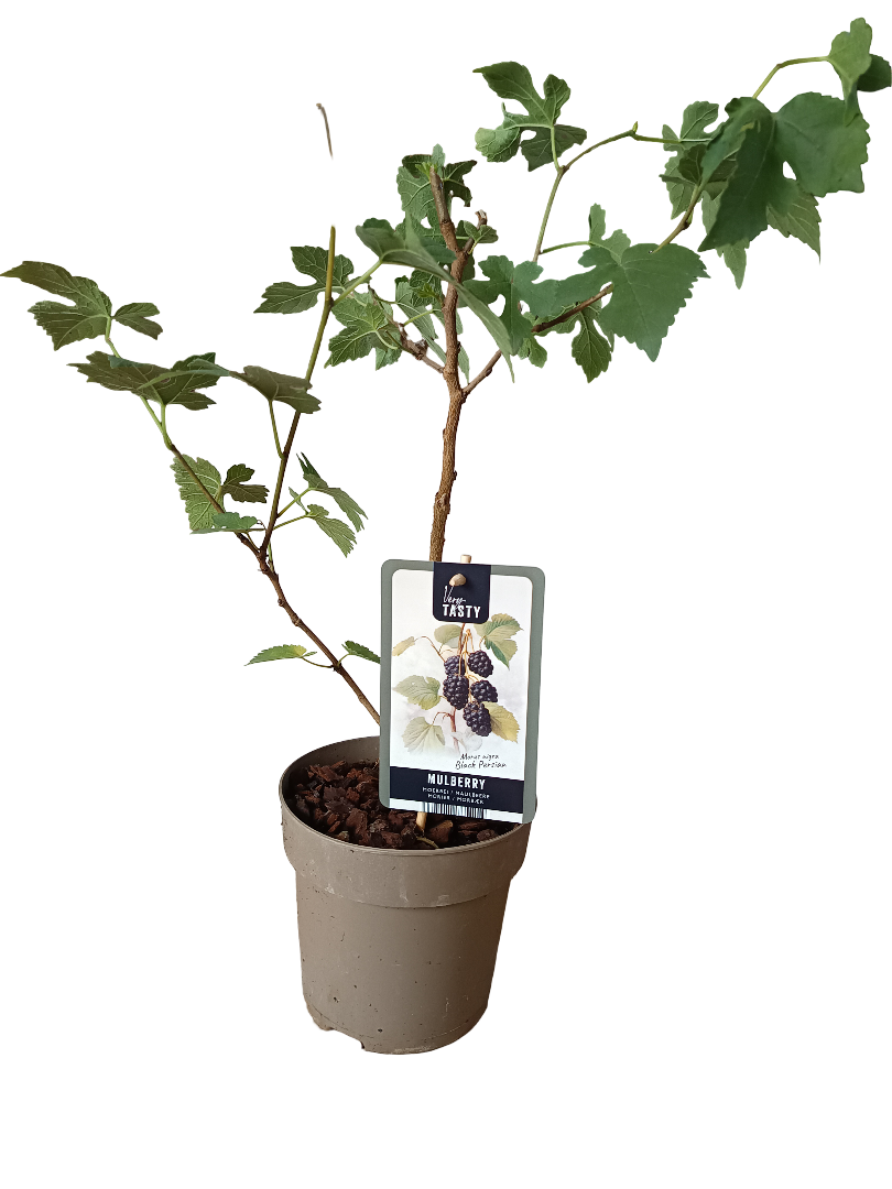 Planta Mora Negra Arbol Frutal Muy Dulce_0