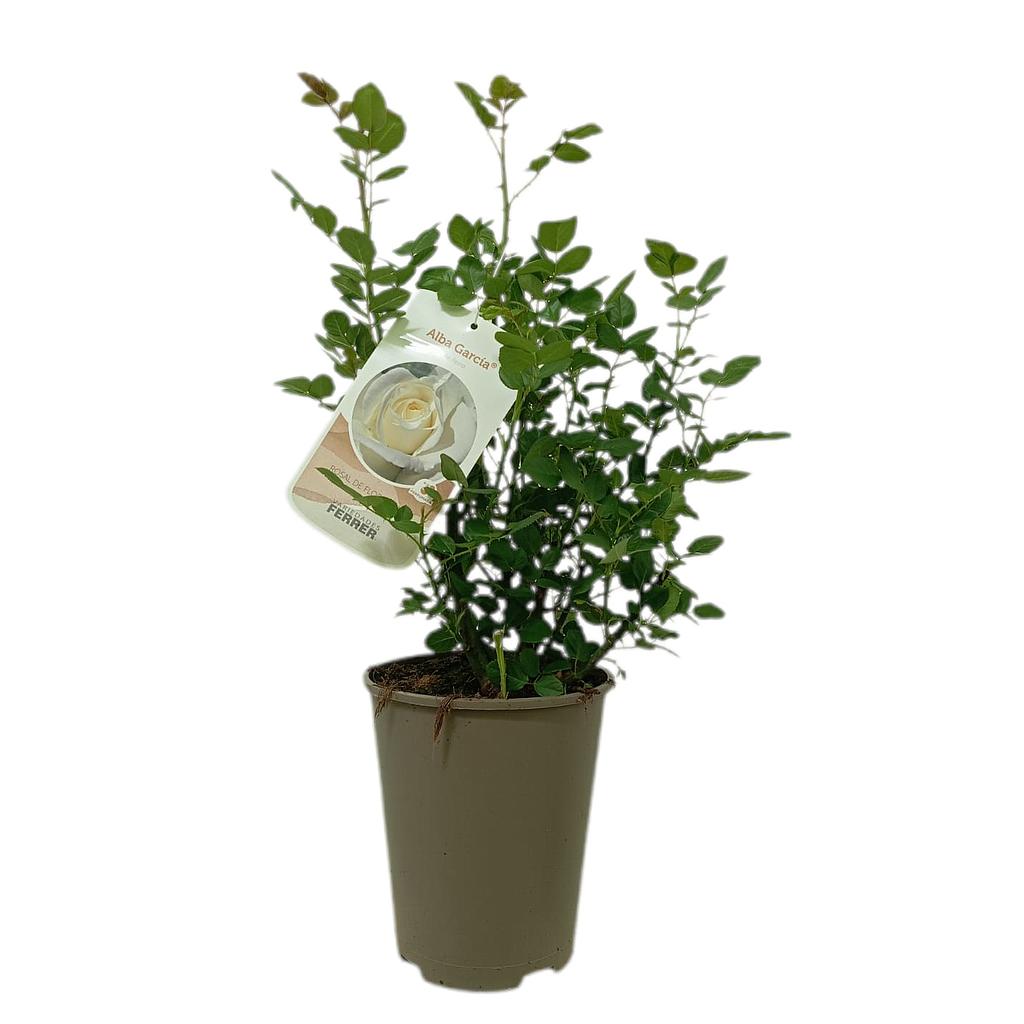 Rosal Perfumado Alba Garcia M20_0