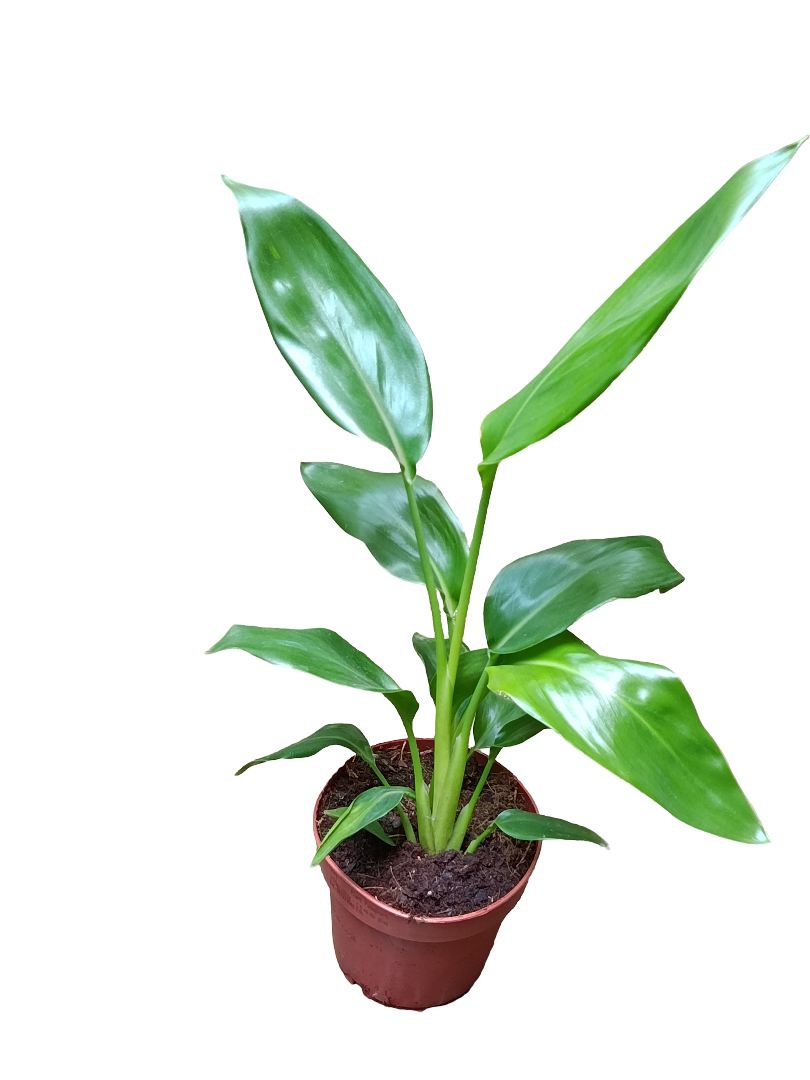 Strelitzia Reginae Ø12 Planta Ave Del Paraiso_0