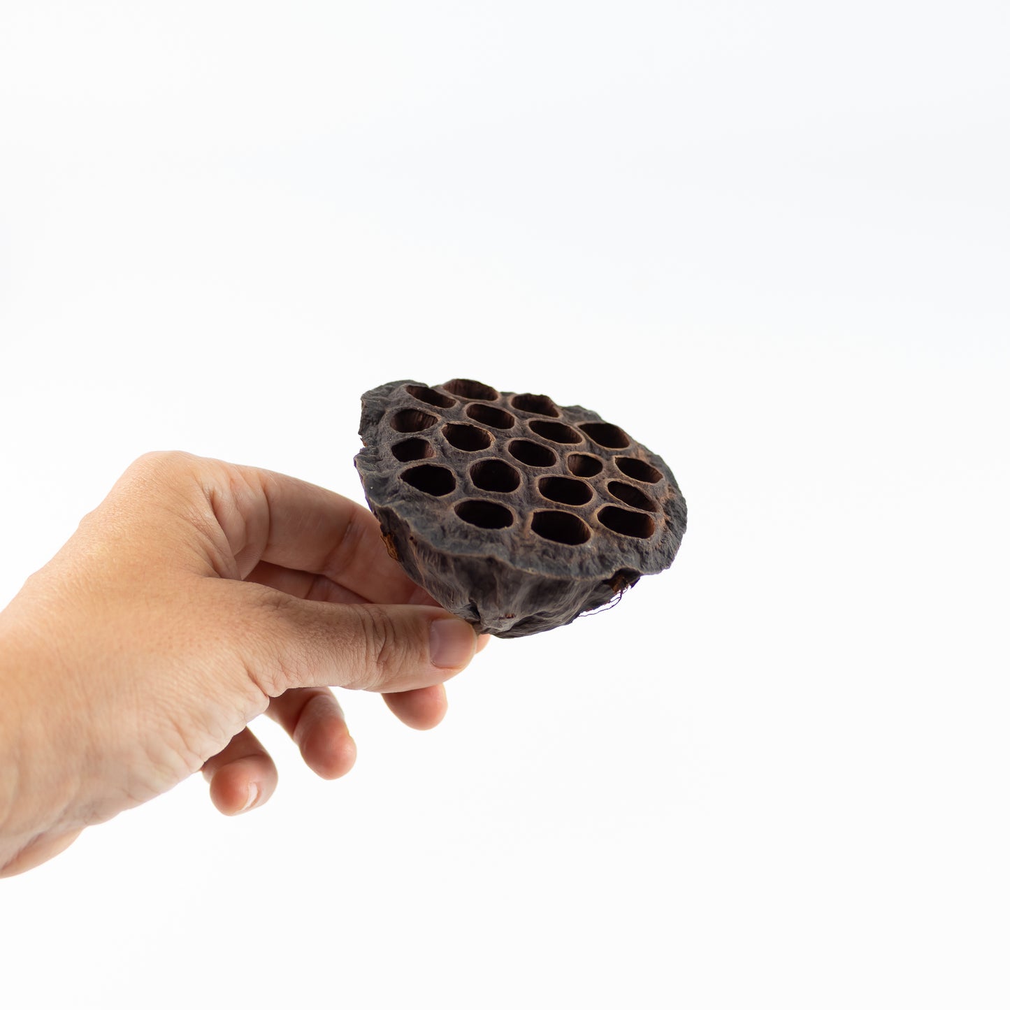 Flores De Loto (10 Unid.)_1