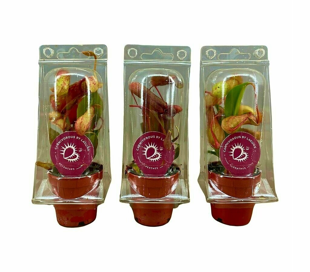 Nepenthes Mix M6 (unidad)_1