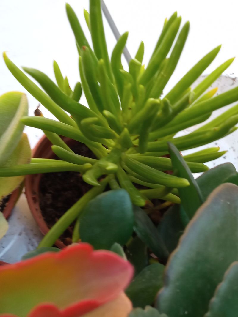 Senecio Archeri Pino Verde Planta Suculenta 5 Cm_0