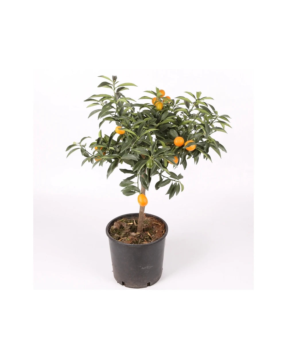 Kumkuat Enano - Naranjo Chino - Altura Aprox. 80cm. - Planta Natural - Ideal Para Cultivo En Maceta_0