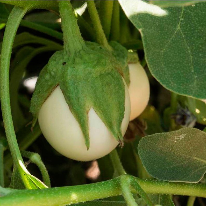 Semillas Berenjena Blanca Egg Ecológicas Biodinámicas Demeter