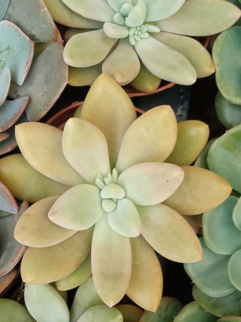 Pachyveria Ruth Planta Suculenta 8 Cms_0