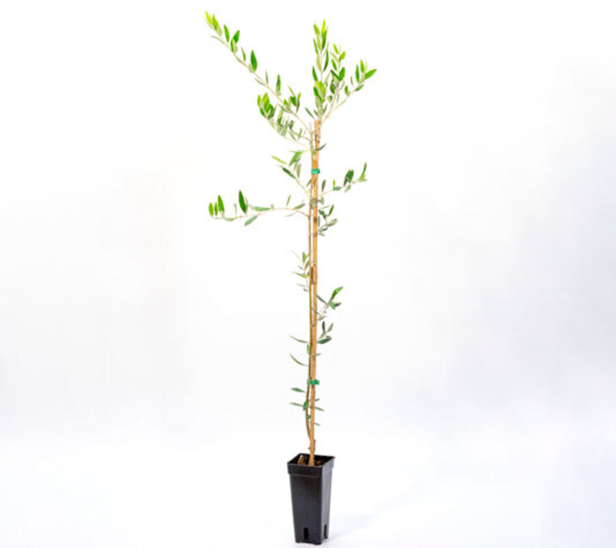 Olivo Picual - Plantón 1 Metro - Ideal Para Elaborar Aove - Planta Viva_1