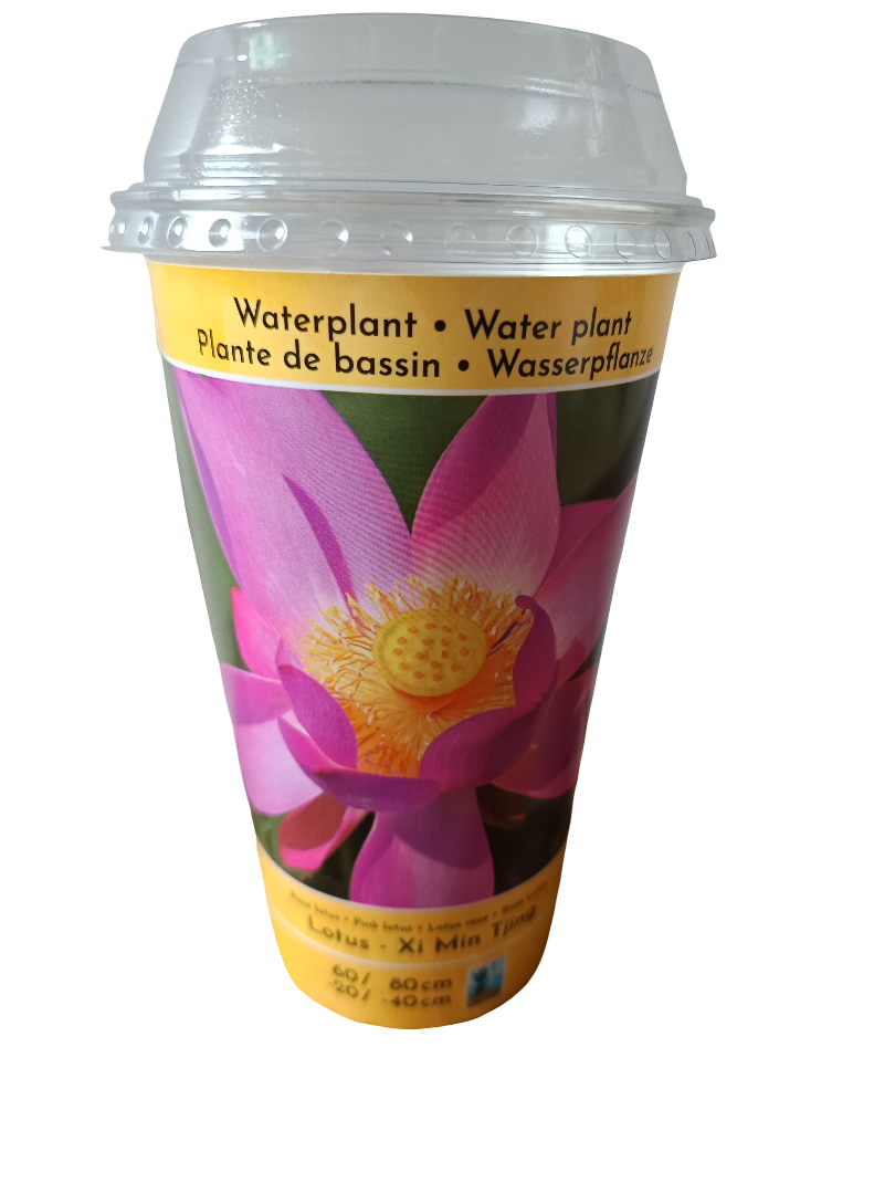 Loto Variedad Xi Min Planta Acuatica Semilla Para Plantar_0