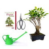 Pack bonsai Ficus retusa 5 anos