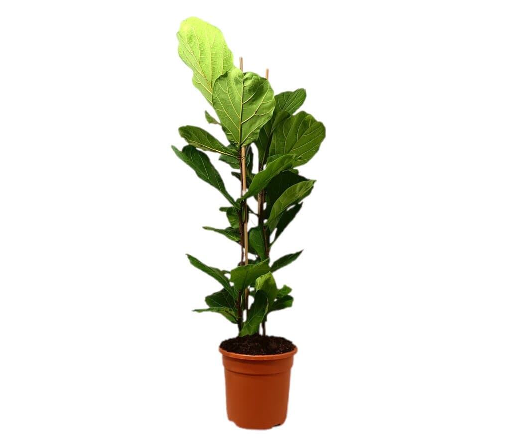 Ficus Lyrata 3p M30 110-130cm_0