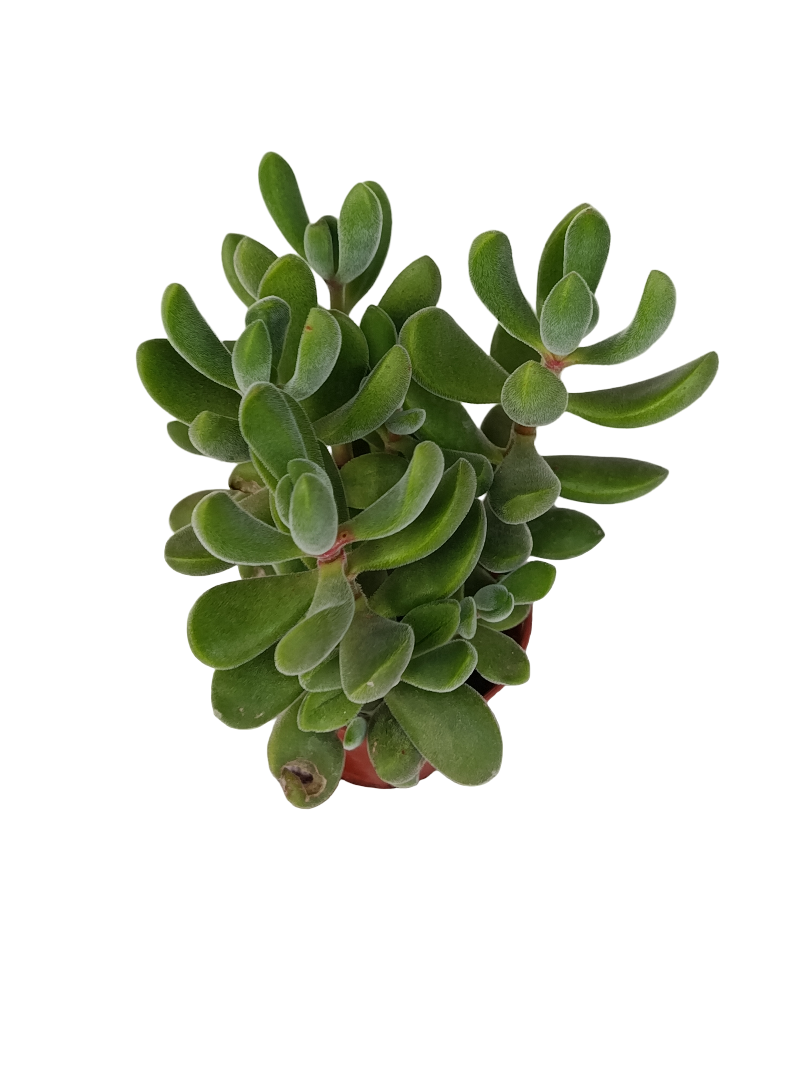 Crassula Fragilis Planta Suculenta Ø5_0