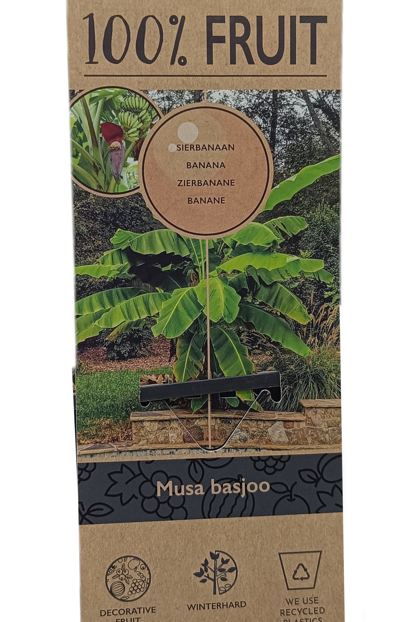 Musa Basjoo M15_1