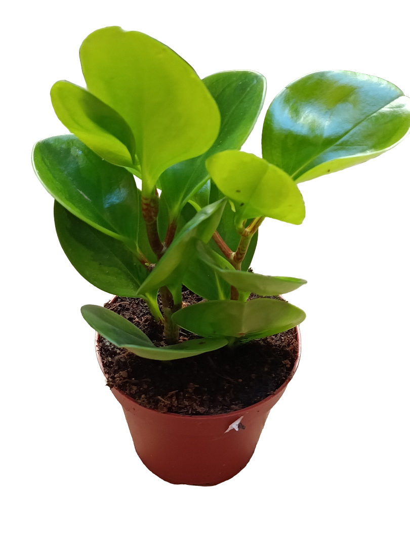 Peperomia Obtipan Planta De Interior Ø8_0