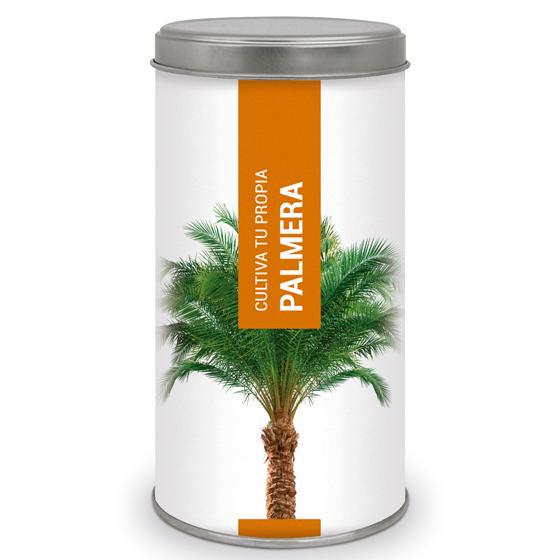 Cultive a sua própria palmeira das Canárias