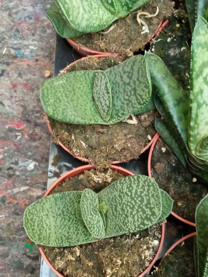 Gasteria Baylissiana Planta Suculenta 8 Cms_0