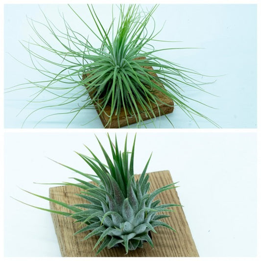 Pacote de Tillandsias