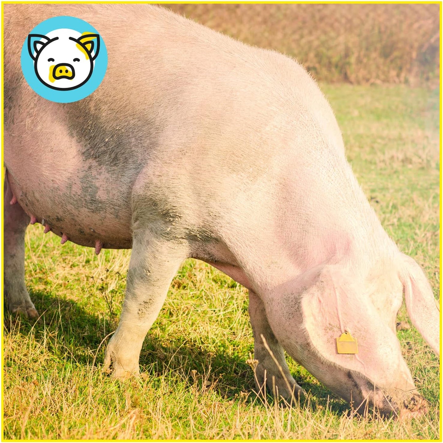 Pienso ECOLÓGICO para Cerdas Lactantes 20 kg – Comida Nutritiva y Natural para Producción de Leche Óptima Energía_5