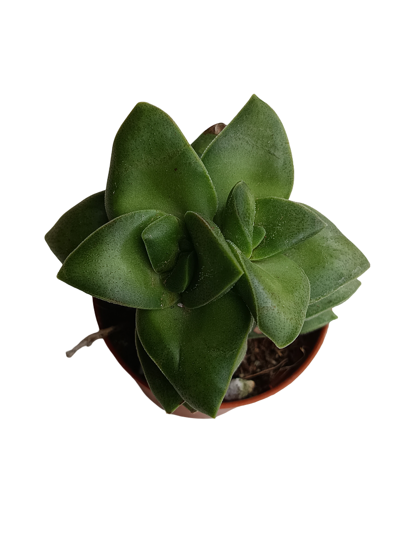 Crassula Springtime Planta Suculenta Colgante De Sol Ø5_0