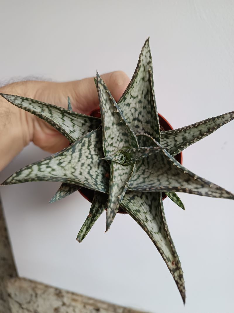 Aloe Doran Black Planta Suculenta 8 Cms_0