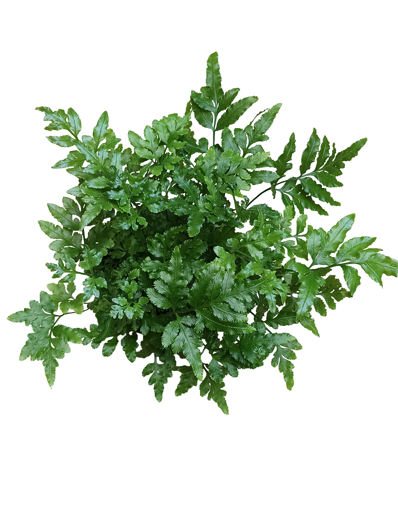 Helecho Pteris Ensiformis Evergreen Planta De Inteiror Ø8_0