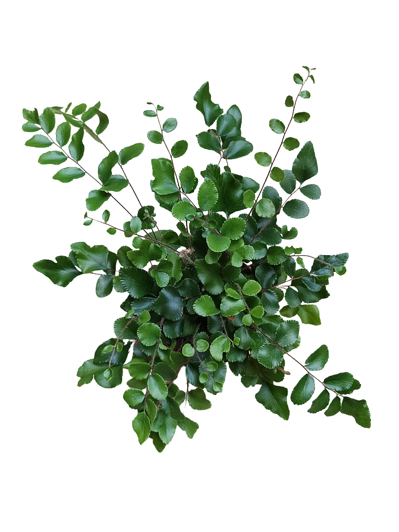 Helecho Pellea Rotundifolia Planta De Inteiror ×8_0