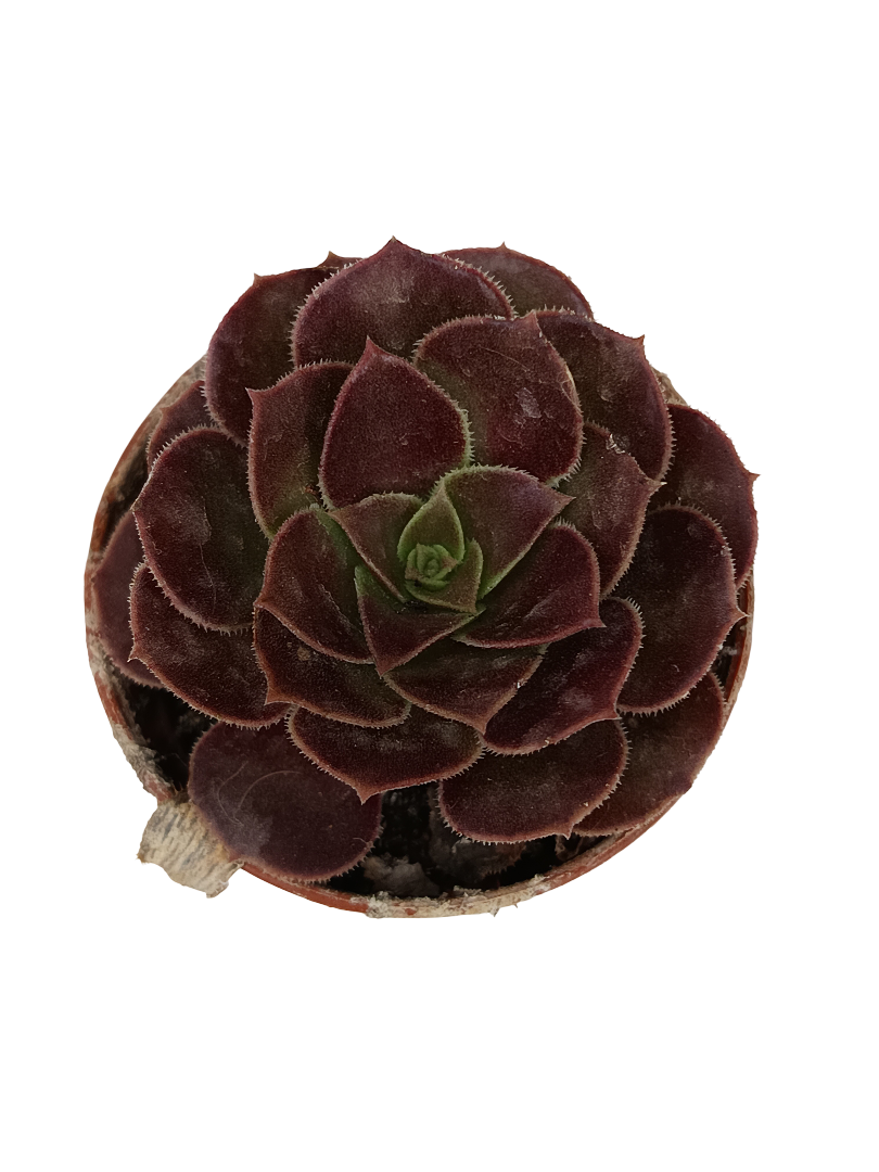 Aeonium Sp. Negro Planta Suculenta Ø5_0