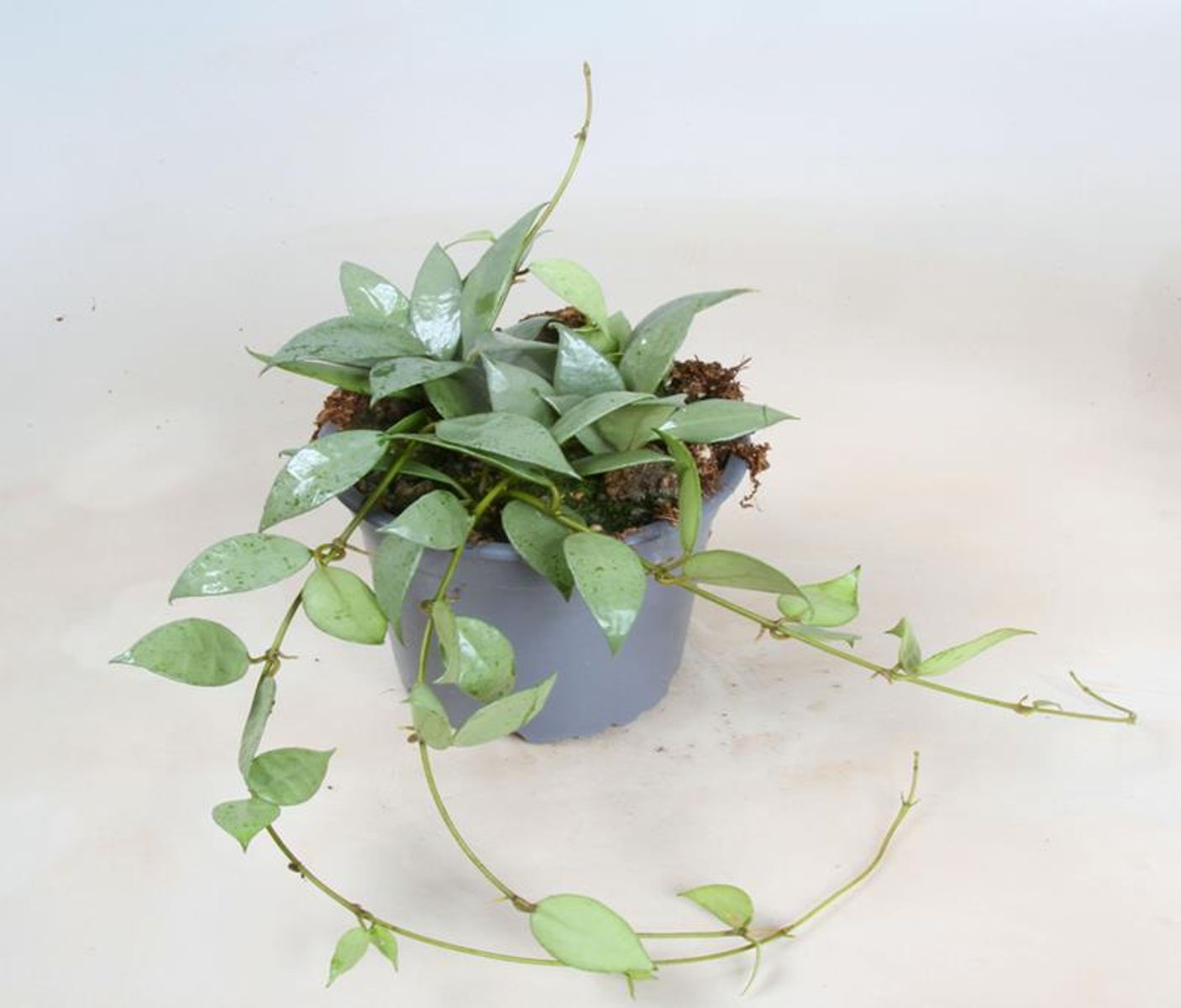 Hoya Lacunosa Mint Planta Suculenta Colgante Flor De Cera Ø9_0