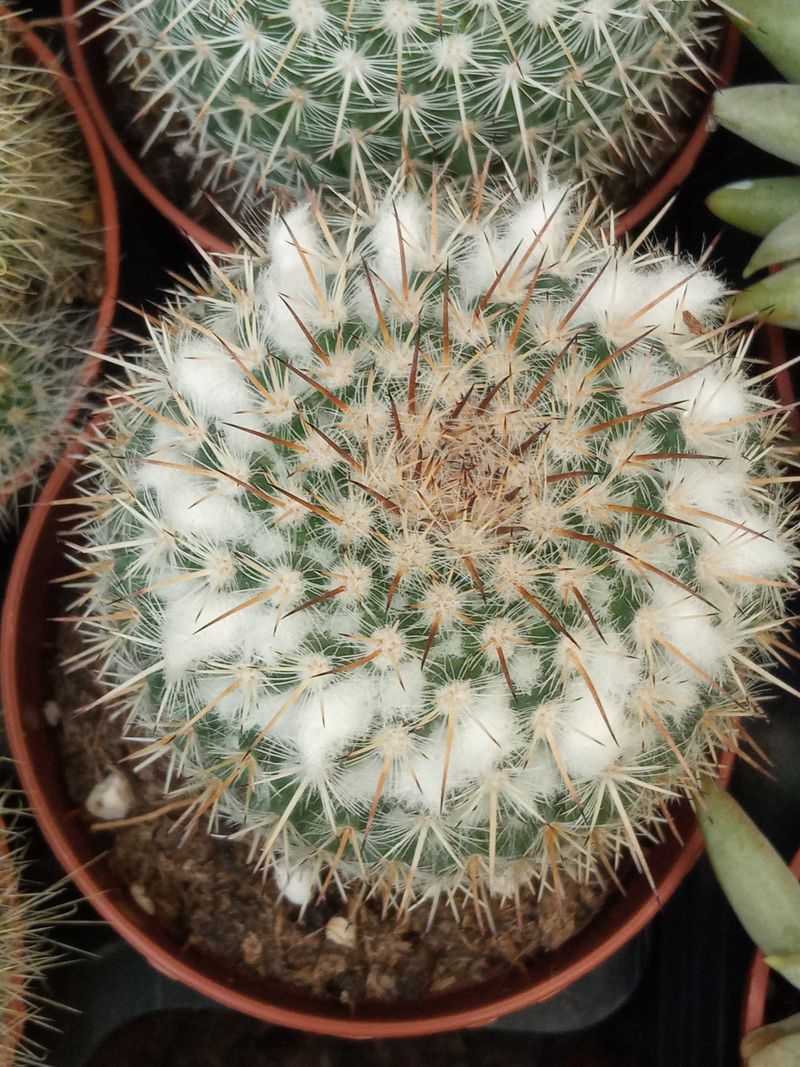 Cactus Mammillaria Chionocephala Planta Suculenta_0
