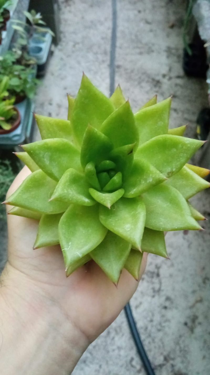 Echeveria Miranda Planta Suculenta 8 Cms_0