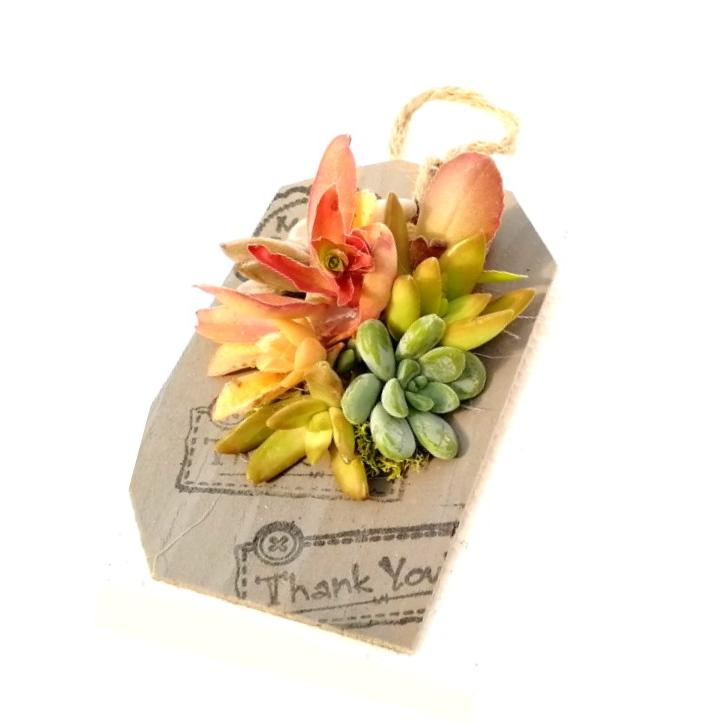 Composição das suculentas Etiqueta