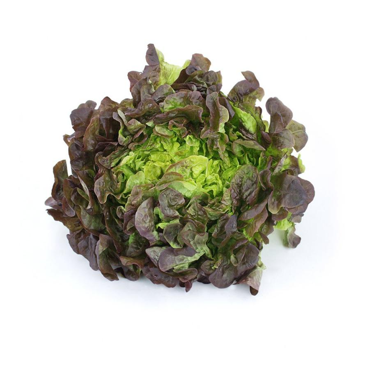 Plantón De Lechuga Hoja De Roble 6 Uds. Gama Tradicional_0