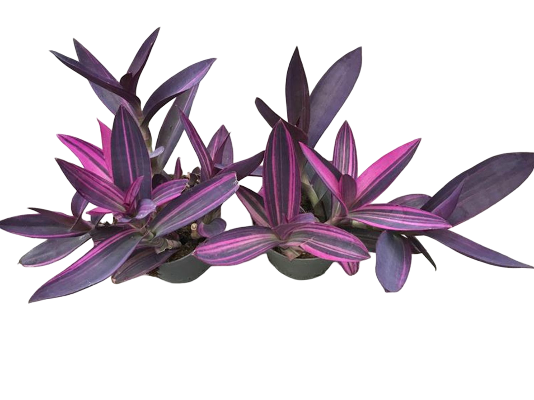 Planta Natural Tradescantia Pallida 'pink Stripe' 1 Ud Ø 12 Alt. 25 - 35_0
