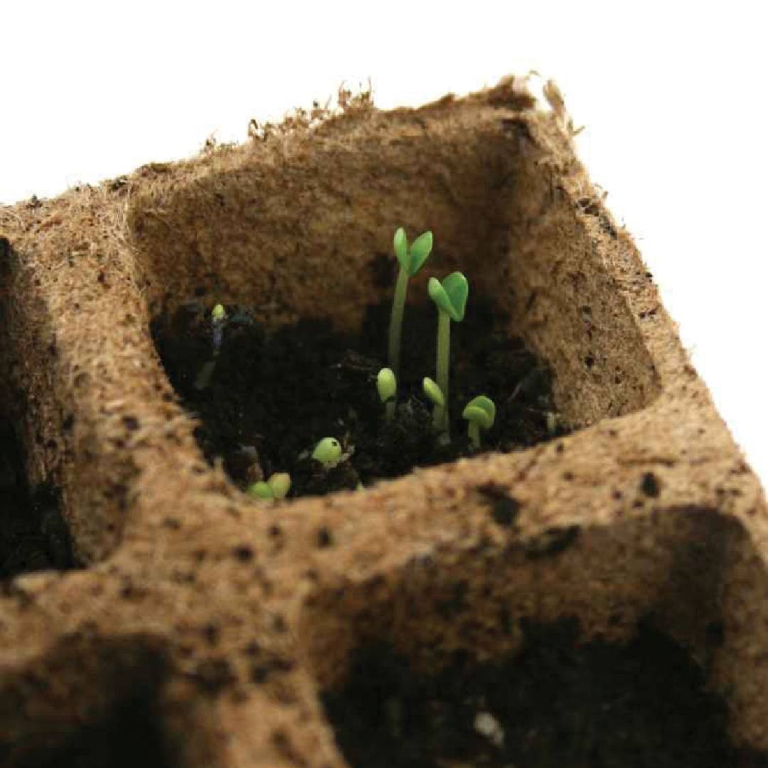 Tabuleiro para Mudas Biodegradável Planeta Huerto 10 unidades