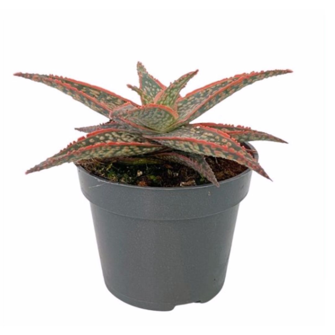 Aloe Pink Blush Planta Suculenta De Hojas Rosadas Para Decoración Interior_0