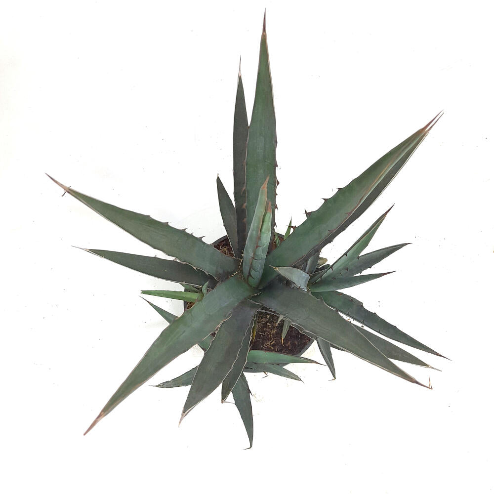 Agave Lophanta T20 40cm_1