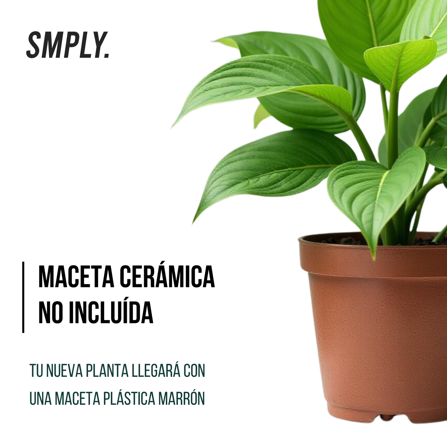 Smply - Planta Croton De Hojas Muy Coloridas Ideal En Interior Y Exterior Resistente - Maceta De Ø 14 Cm_1