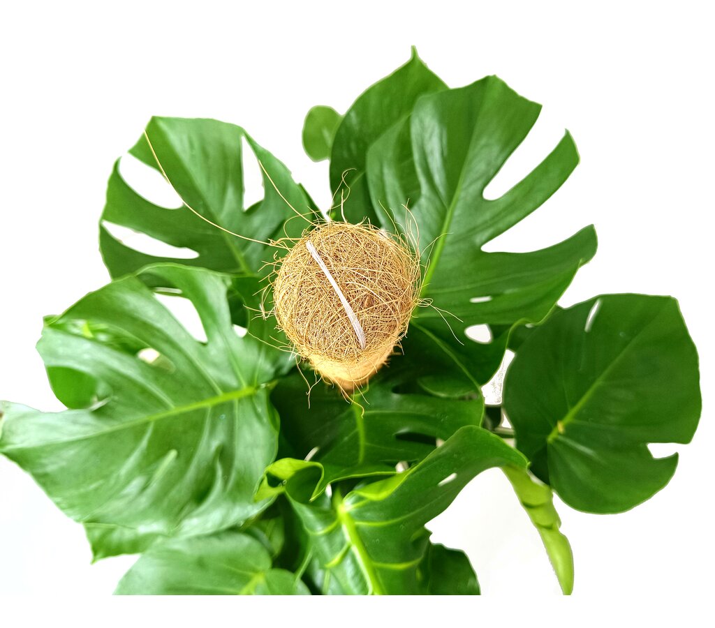 Monstera Deliciosa M22 100cm (costilla De Adán)_1