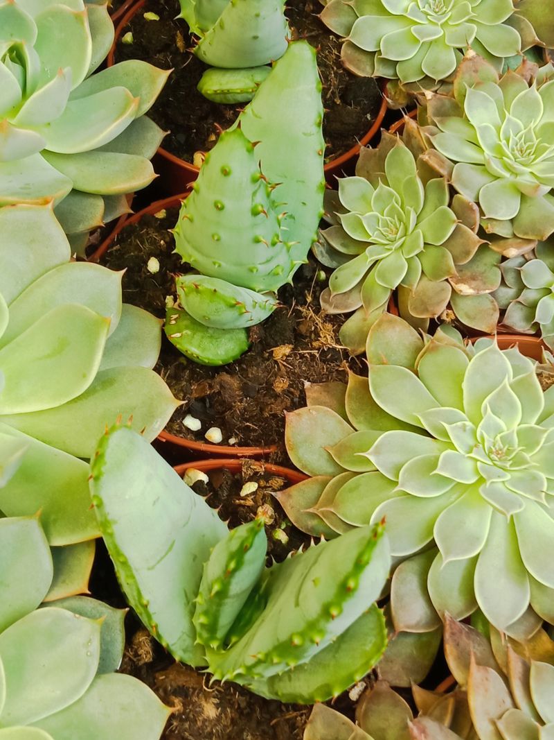 Suculentas Y Cactus Variedad #16 Planta Sin Id_0