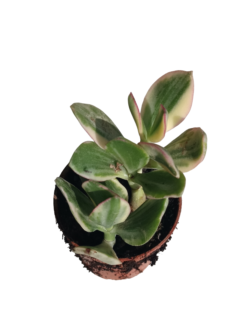 Crassula Obliqua Jade Variegata Planta Suculenta De La Suerte Ø8 Cm_0