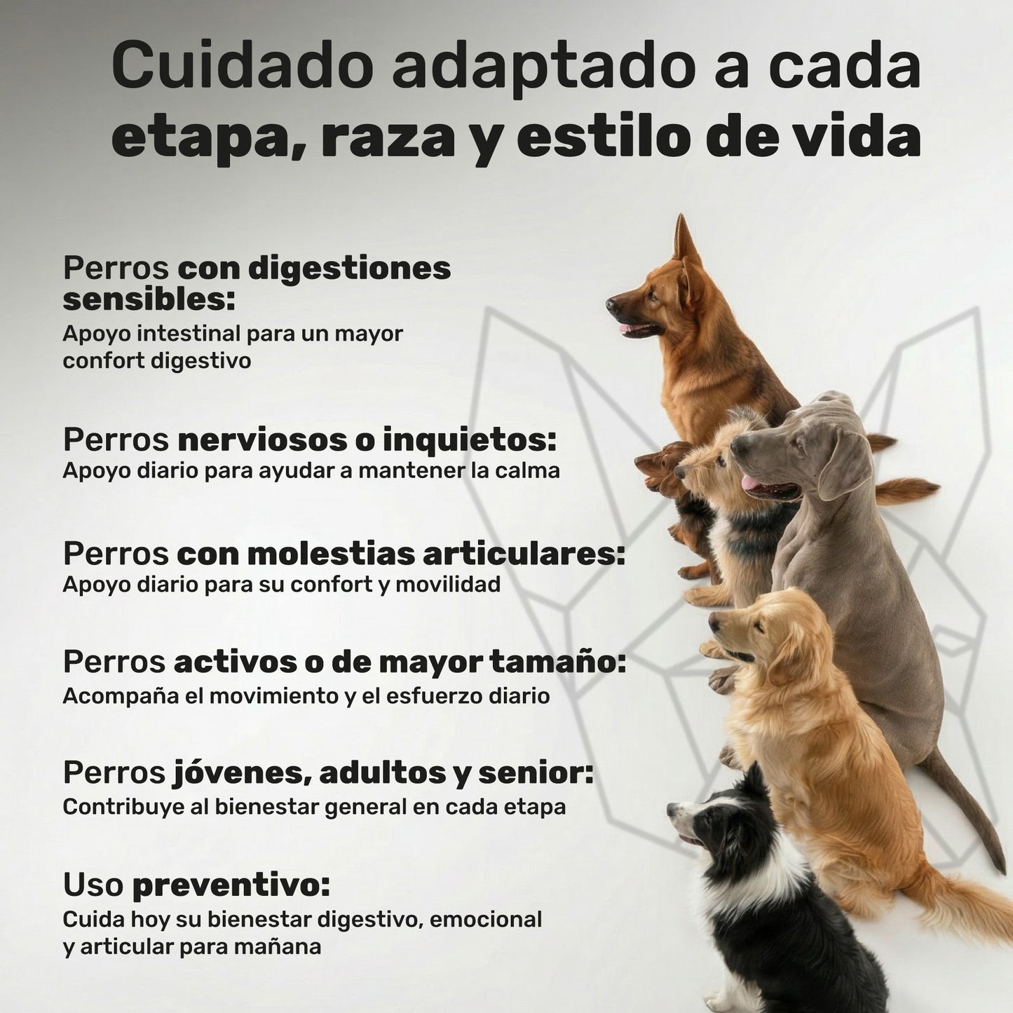 Pack Condroprotector + Calmante + Probiótico Para Perros. Suplementos Mascotas. 360 Masticables. Natuva Pets_5