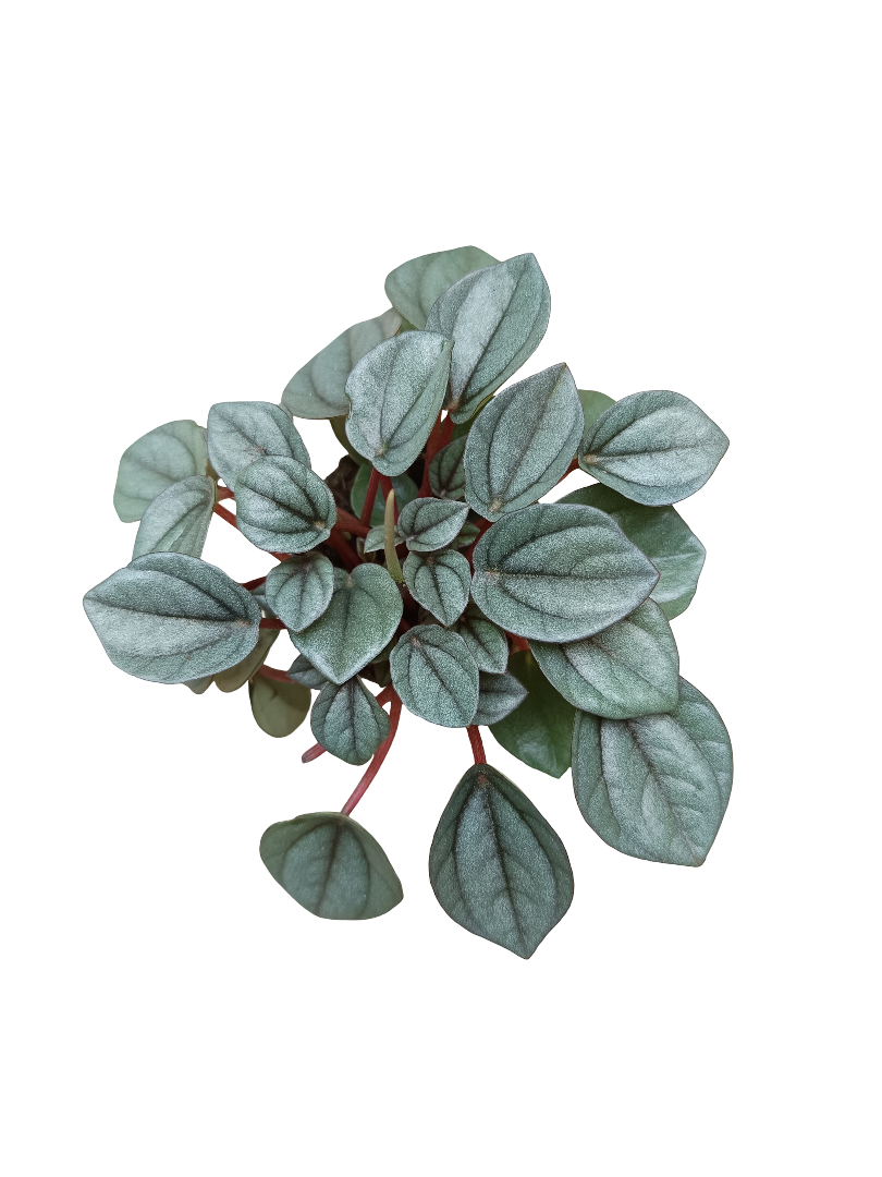 Peperomia Napoli Planta De Interior Ø5_0