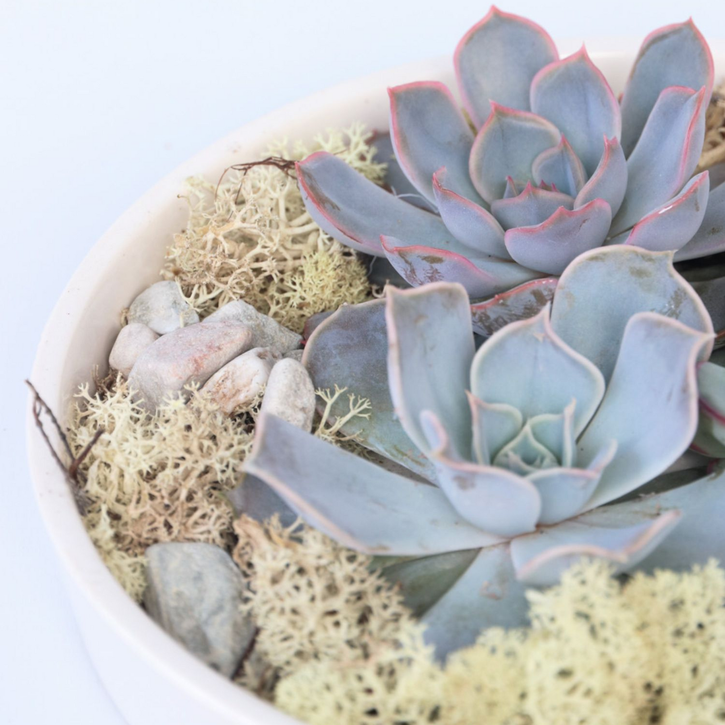 Echeveria Garden Mix Blanca - Echeveria Lilacina - Altura 8cm_3
