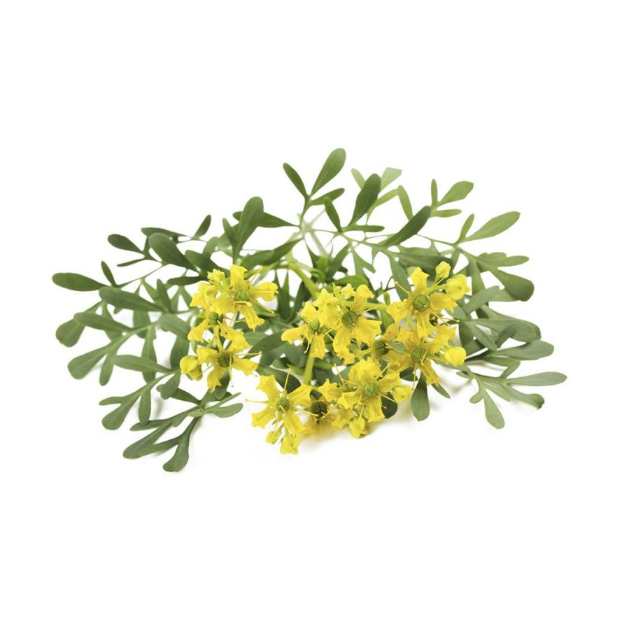 Rue Seedling 6 unidades Faixa Tradicional